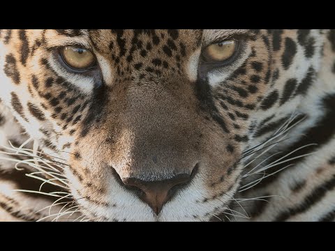 EL SILENCIO DEL IMPENETRABLE - PEFF 2022 Selección Oficial