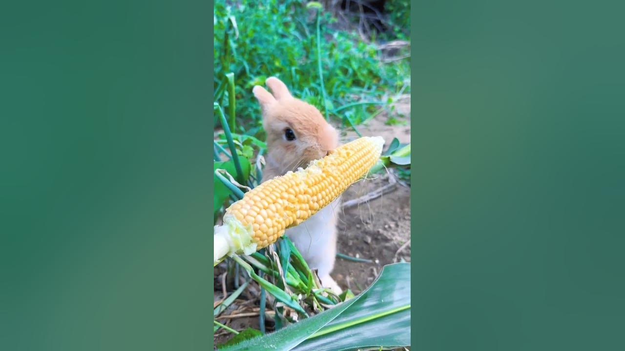 mashallah-so-cute-mahshallah-socute-youtube