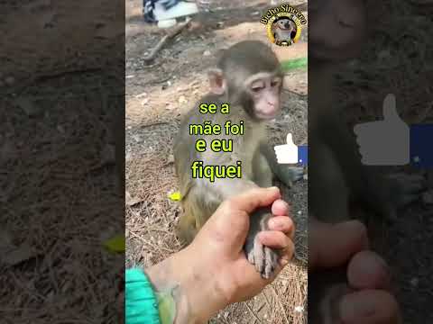 Vídeo: O macaco é um animal de quatro patas?