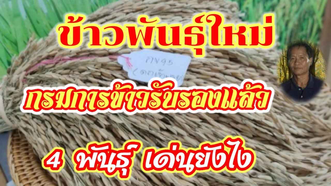 กรมการข้าวรับรองข้าวพันธุ์ใหม่