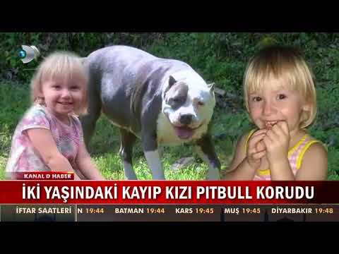 Video: Hangi sigorta şirketleri pitbullara izin veriyor?