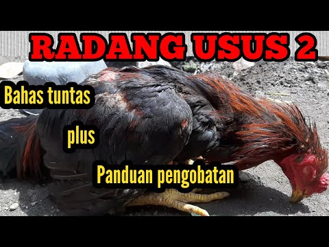 Cara mengobati ayam pucat dan lemas