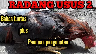 cara mengatasi ayam bangkok susah makan. 