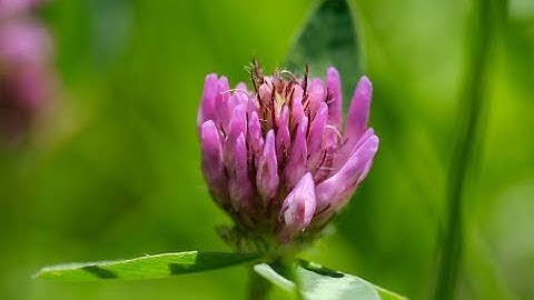 Are we on the verge of a wildflower renaissance? | ITV News