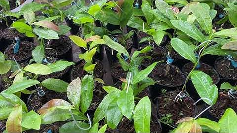 Cúc vip (cúc tri kỷ),200k/cặp,0397142252,13/8/2020