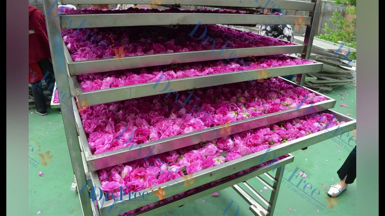 Rose dryer, Rose drying machine, Rose dehydrator green room,Rose