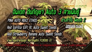 อัพเดทต้นกัญชา Auto 3 สายพันธุ์ ช่วงทำใบ Week 2 ให้ปุ๋ยทำใบ ย้ายมาปลูกด้วยไฟปลูก #Marshydro FC8000