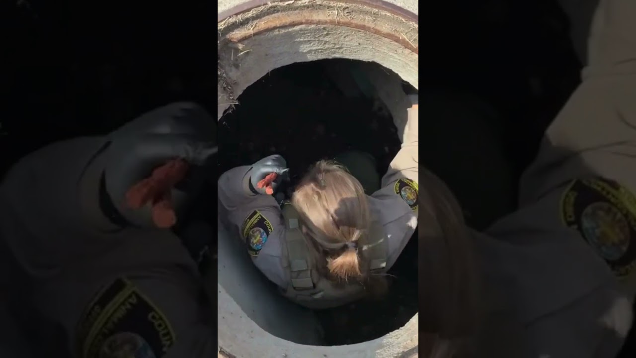 County Animal Services Rescues Small Dog in Drain