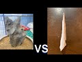 【第32回】激突!石バトル!