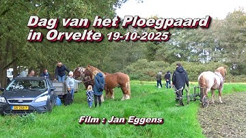 Dag van het Ploegpaard in Orvelte 19 10 2025