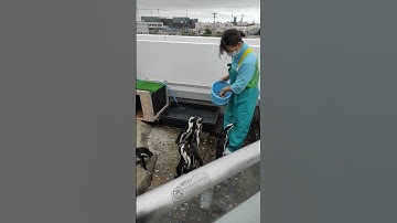 So cute 😊😊😊😘😘😘#penguin #japan 🇯🇵