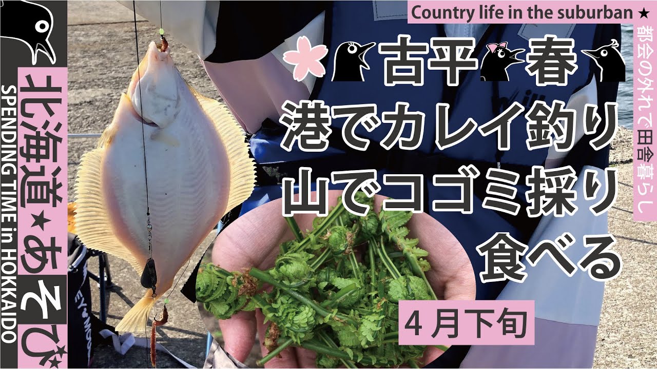 古平港でカレイ釣り、山でコゴミ採り/2021年4月下旬