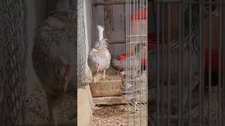 Picaje en aves de corral
