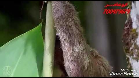 الشيخ عبدالكريم الخليدي من سوره النساء