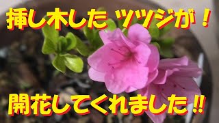 挿し木したツツジの鉢植えが ピンクの花を咲かせてくれたんです ぬっしー Nussie 盆栽 Bonsai Youtube