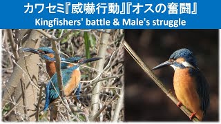 カワセミの威嚇行動　オスの奮闘　Kingfishers' battle & Male's struggle