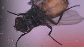 House Fly Biology, Maggots To Adults - Maxforce Video Series