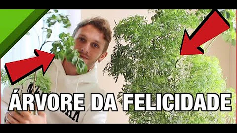 Como cuidar de uma árvore-da-felicidade?