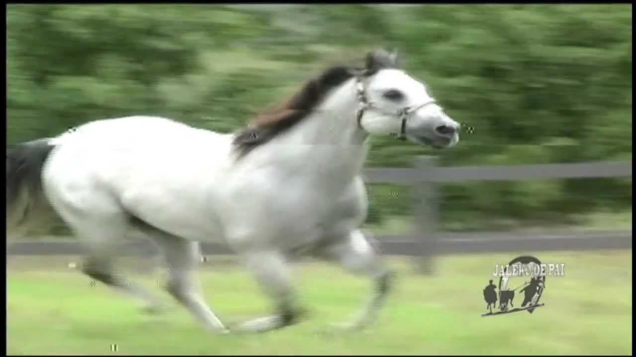 01 - Banda Jaleko de Pai - Oficial - Vida, Farra e Curral