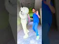 Arabic kuthu X Ramuloo ramulaa Remix teddygodfather143  youtubeshorts  viral   dance  bollywood
