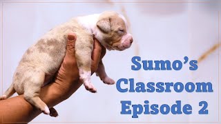 Information Dog Breeding Math Made EASY For Beginners! Guide
