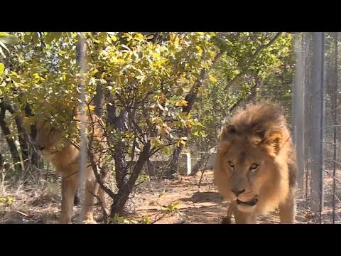 Βίντεο: Pet Scoop: 33 Circus Lions Airlifted στο Ιερό, η αστυνομία K9 βρίσκει τον αγνοούμενο ηλικιωμένο άνδρα