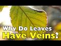 Why Do Leaves Have Veins? The Secret Inside Every Leaf