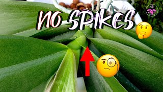 How to get Phalaenopsis Orchid to GROW SPIKES | WHY a Spike will NOT Grow | What to do #ninjaorchids