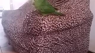 Mulata Dançando O Nome Dela Jenifer