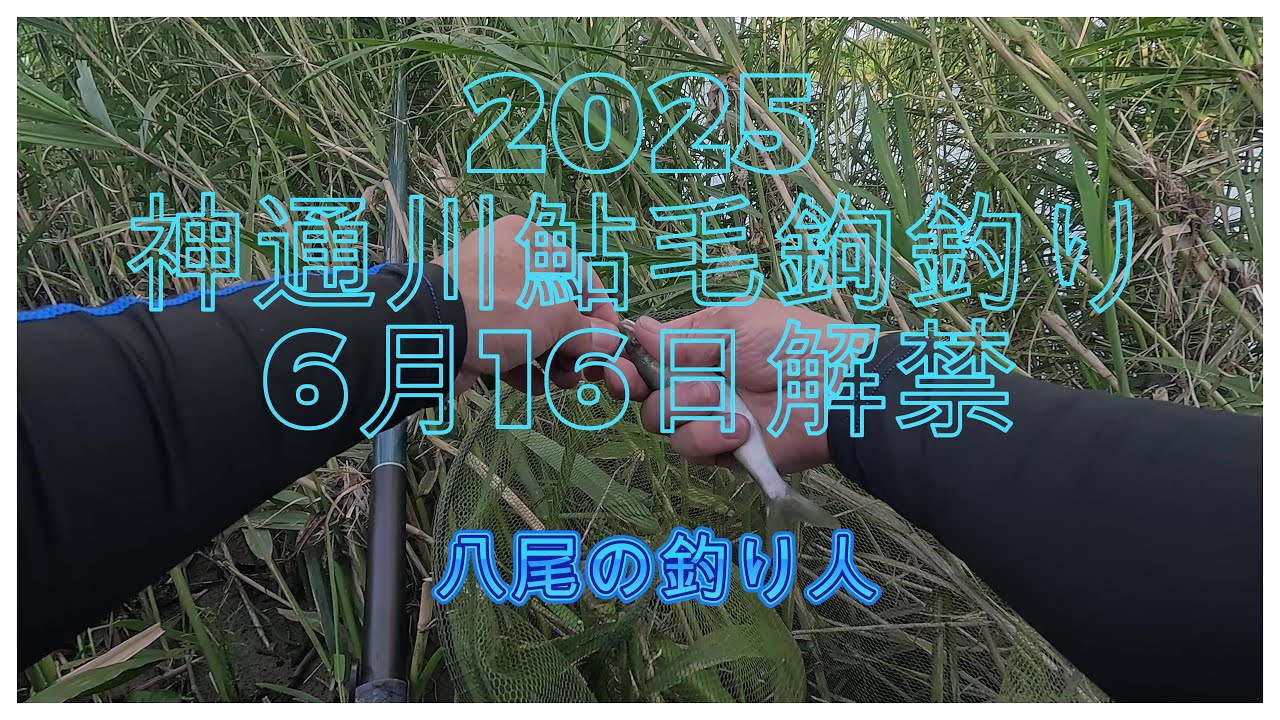 2025神通川鮎毛鉤 釣り6月16日解禁 - YouTube