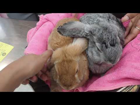 วีดีโอ: การระบาดของไรในหูในกระต่าย