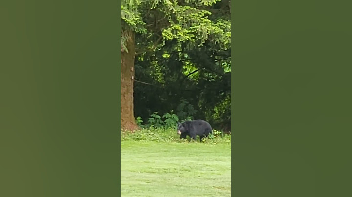 골프장에 야생 곰이 나타났어요!! Wild bears appeared in the golf course Canada 🇨🇦!!#2