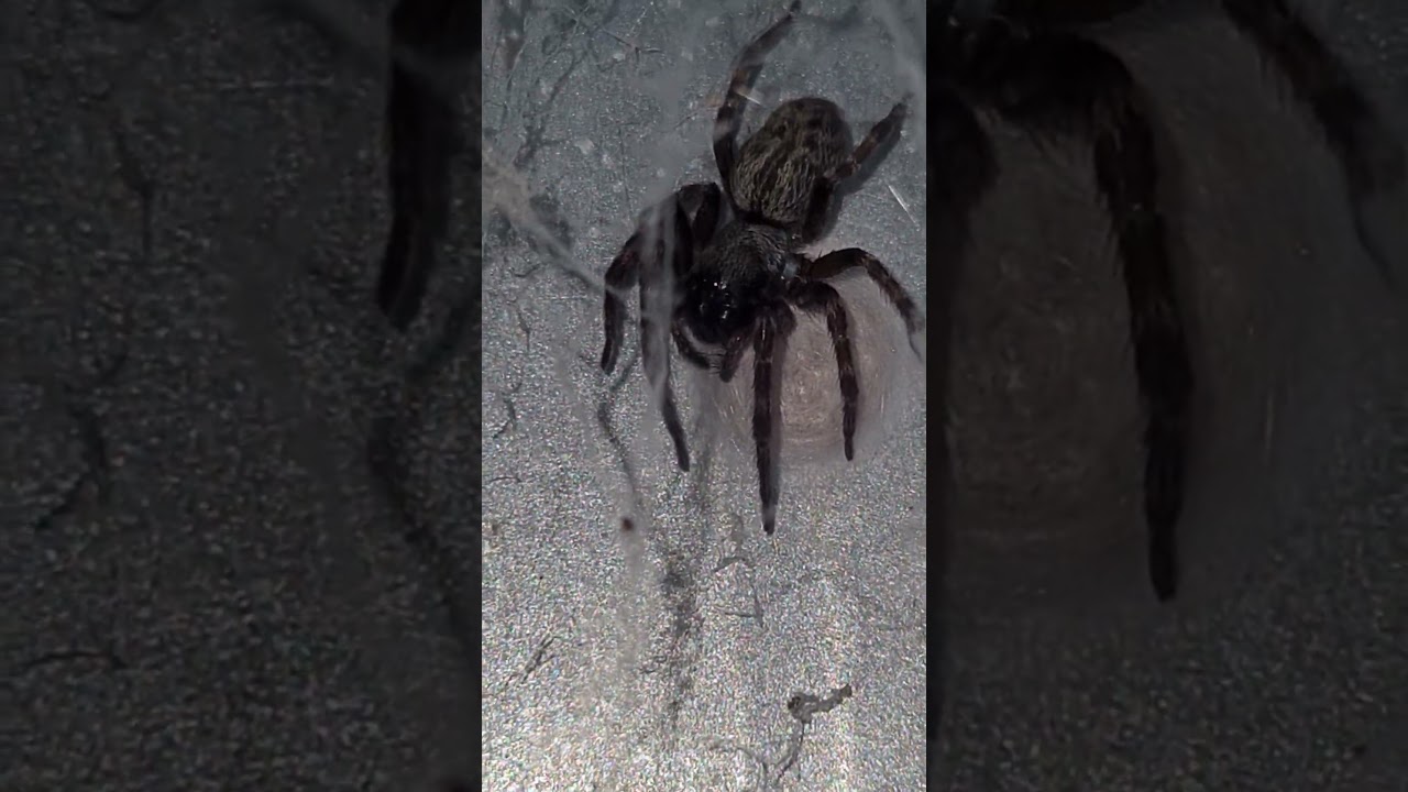 Aus Spider Grey House spider is protecting her egg sack! I hope you enjoy Thanks, Subscribe for more