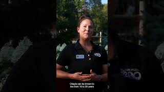 Whats an okapi?  #animals #okapi #zoo
