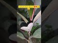 Purchasing of new plants for 🏠#hobbysoul #trendingreels #fypシ゚viral #garden #nature 🌿🍃#flower 🌺🌻🌹🌷