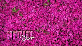 Rediit - Bloom (Original Mix) CHILL BEAT 2021