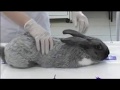 Клиническое исследование кролика