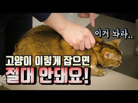 고양이 뒷목 잡는 소리하지 마세요!!!