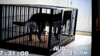 K9 Chico Houdini