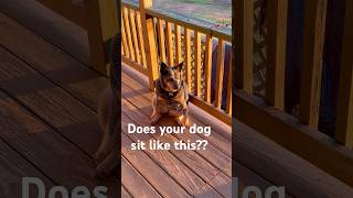 Dog Habits