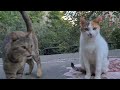חתול אפור מיילל ליד חתול לבן A Gray Cat Is Howling Near To A White Cat חתול אפור מיילל ליד חתול לבן A Gray Cat Is Howling Near To A White Cat