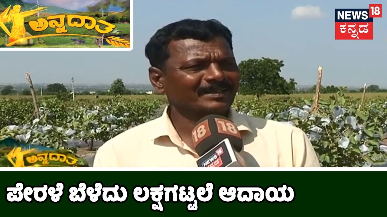 ಪೇರಳೆ ಕೃಷಿ ಮಾಡಿ ಲಕ್ಷ ಲಕ್ಷ ಆದಾಯ ಗಳಿಸ್ತಿದ್ದಾರೆ Kalaburgiಯ ಪ್ರಗತಿ ಪರ ರೈತ Ratnappanna