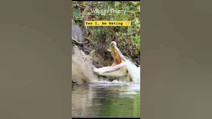 Alligator Vs Wild Boar #anim #animals #wildlife #animallover #nature #shorts #shortvideo #viralvideo