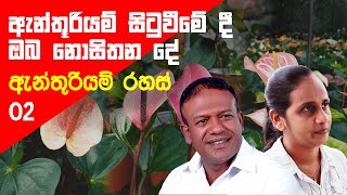 මුල් නැති පැළයක් වුවත් සිටුවන අයුරු |Anthurium Tips 02 |Anthurium wagawa |Warawala Plant Nursery