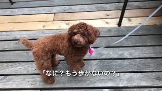 【犬カフェ】西新宿にあるテラス席にトイプードルの虎太郎さんと行ってきました