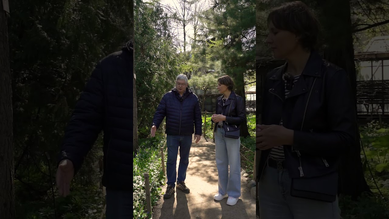 🌿 Пахизандра в "Аптекарском огороде"  @user-ht9cu3us5n 👈