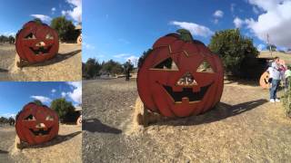 Clayton Valley Pumpkin Farm