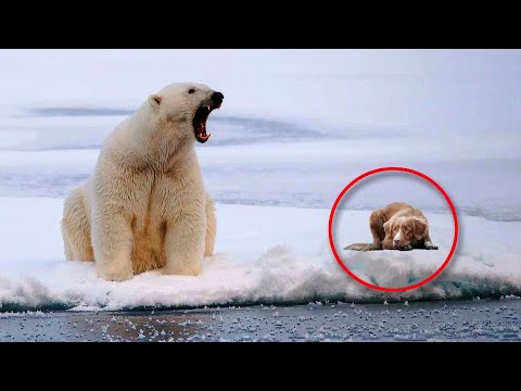 Videó: Mi az a jegesmedve-merülés?