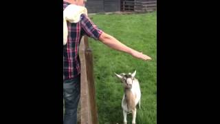 Hypnotised goat
