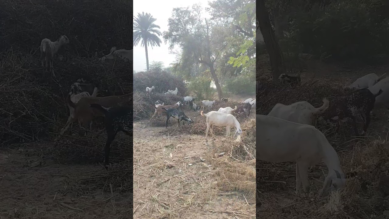 Goats Eat Weeds - Farm to Fork Wyoming